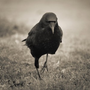 crow1