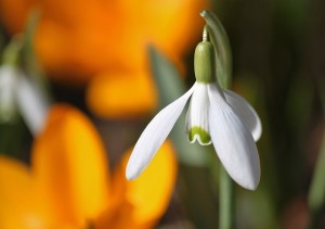 snowdrop-280950_640